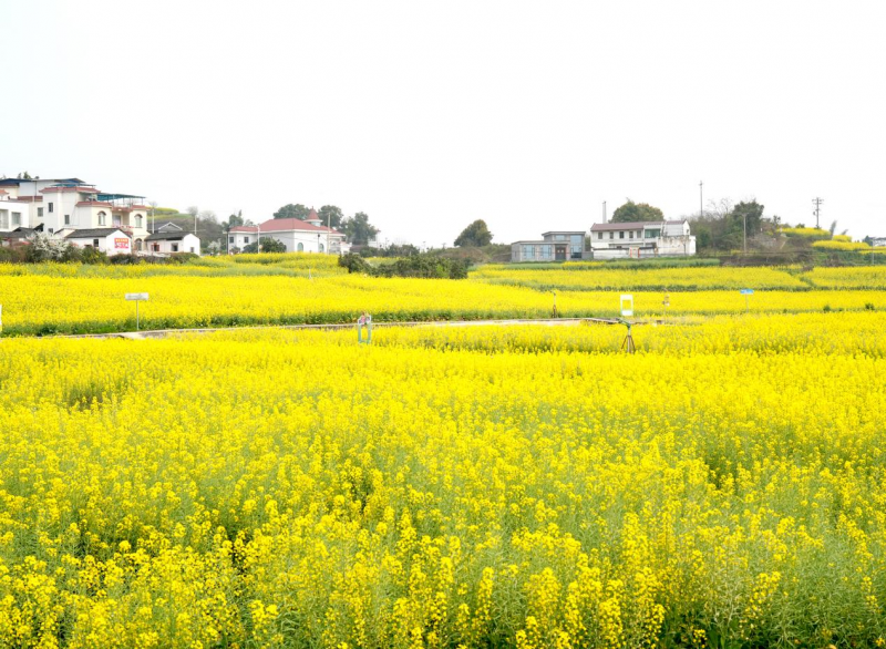 一朵菜花撬动一方振兴！泸县谭坝菜花节今日启幕，六年深耕绘就乡村新图景